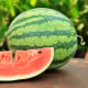 Meloun vodní Nanoor F1 - Citrullus lanatus - osivo melounu - 6 ks