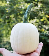 Tykev okrasná Snowdrop F1 - Cucurbita pepo - osivo dýně - 6 ks