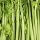 BIO Celer řapíkatý Tall Utah - Apium graveolens - bio osivo celeru - 80 ks