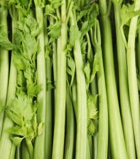 BIO Celer řapíkatý Tall Utah - Apium graveolens - bio osivo celeru - 80 ks