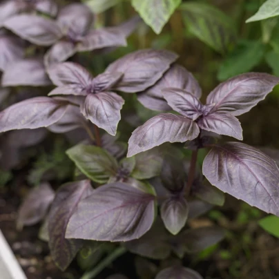 BIO Bazalka Rosso červená - Ocimum basilicum - bio osivo bazalky - 100 ks