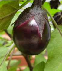 BIO Lilek Bambino - Solanum melongena - bio osivo lilku - 15 ks