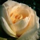 Růže velkokvětá keřová - Fragrant Casanova - Rosa - prostokořenná sazenice růže - 1 ks