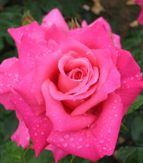 Růže velkokvětá keřová - Fragrant Criterion - Rosa - prostokořenná sazenice růže - 1 ks