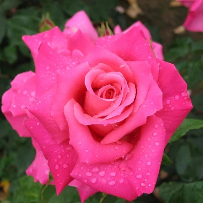 Růže velkokvětá keřová - Fragrant Criterion - Rosa - prostokořenná sazenice růže - 1 ks