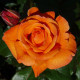 Růže velkokvětá keřová - Fragrant Doris Tysterman - Rosa - prostokořenná sazenice růže - 1 ks