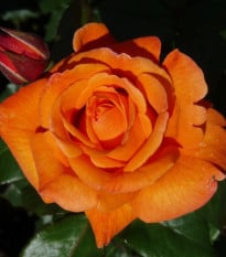 Růže velkokvětá keřová - Fragrant Doris Tysterman - Rosa - prostokořenná sazenice růže - 1 ks