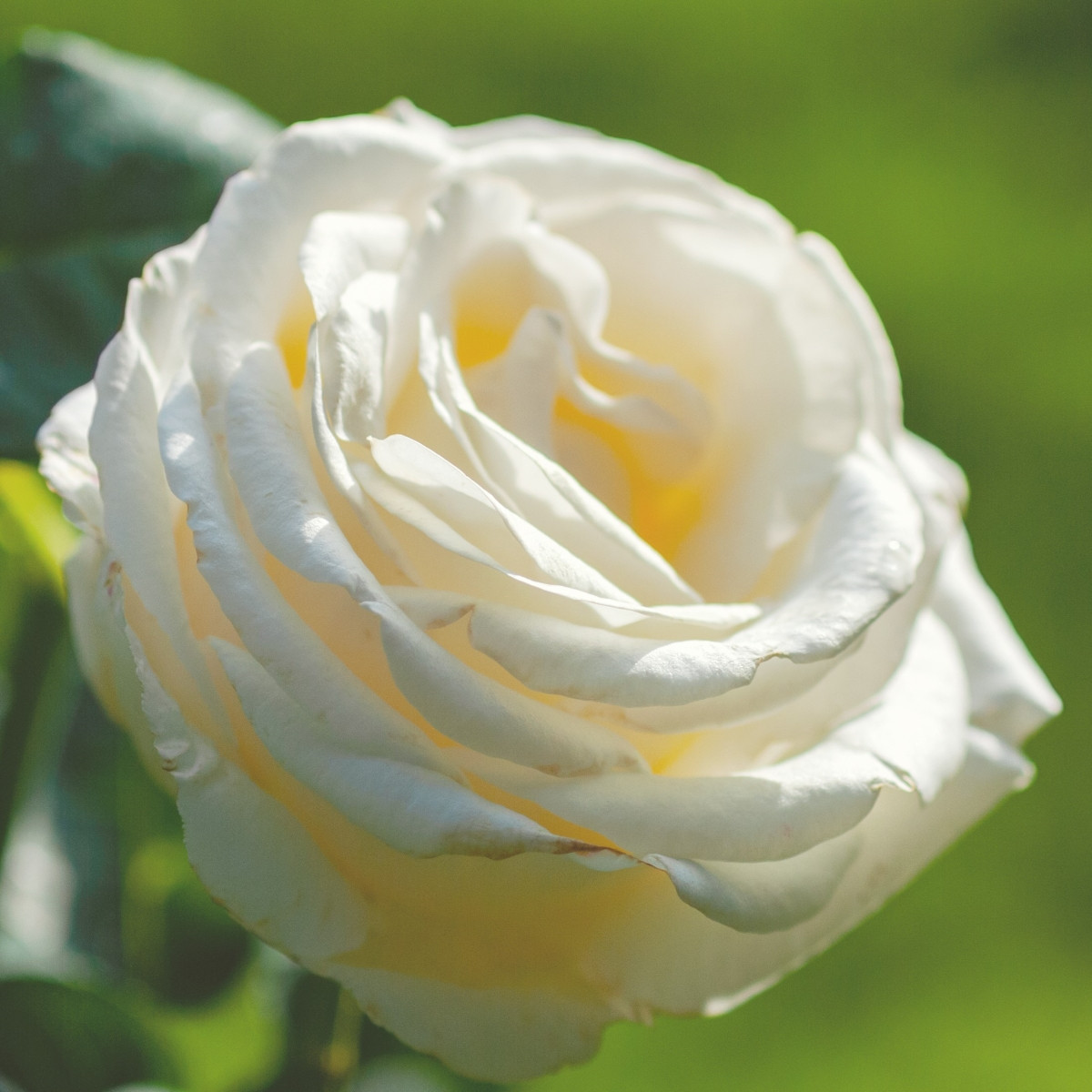 Růže velkokvětá keřová - Fragrant Chopin - Rosa - prostokořenná sazenice růže - 1 ks