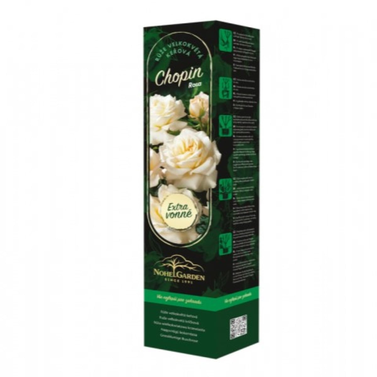 Růže velkokvětá keřová - Fragrant Chopin - Rosa - prostokořenná sazenice růže - 1 ks