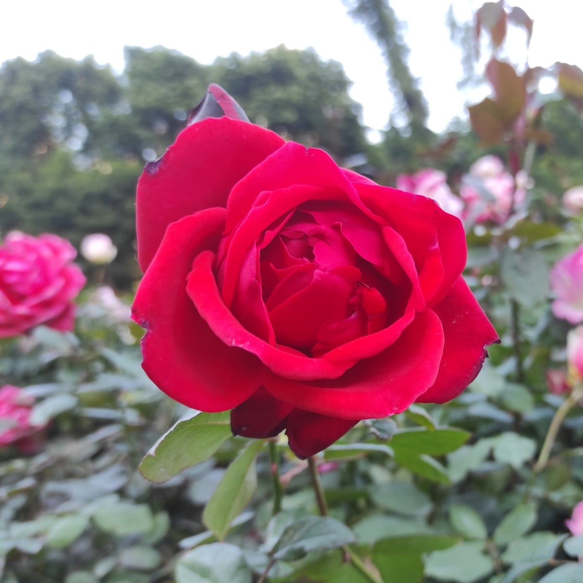 Růže velkokvětá keřová - Fragrant Mister Lincoln - Rosa - prostokořenná sazenice růže - 1 ks