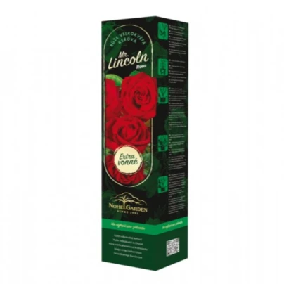Růže velkokvětá keřová - Fragrant Mister Lincoln - Rosa - prostokořenná sazenice růže - 1 ks