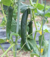Okurka salátová Tribute F1 - Cucumis sativus - osivo okurky - 10 ks