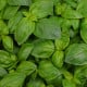 BIO Bazalka velkolistá - Ocimum basilicum - bio osivo bazalky - 100 ks