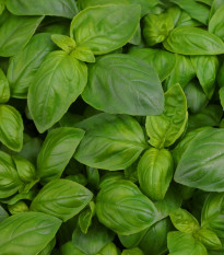 BIO Bazalka velkolistá - Ocimum basilicum - bio osivo bazalky - 100 ks