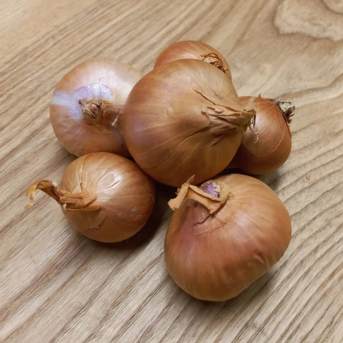 BIO Cibule šalotka Biztro - Allium cepa - bio cibulky sazečky - 150 g