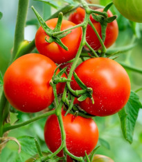 Rajče Tornado F1 - Solanum lycopersicum - osivo rajčat - 20 ks