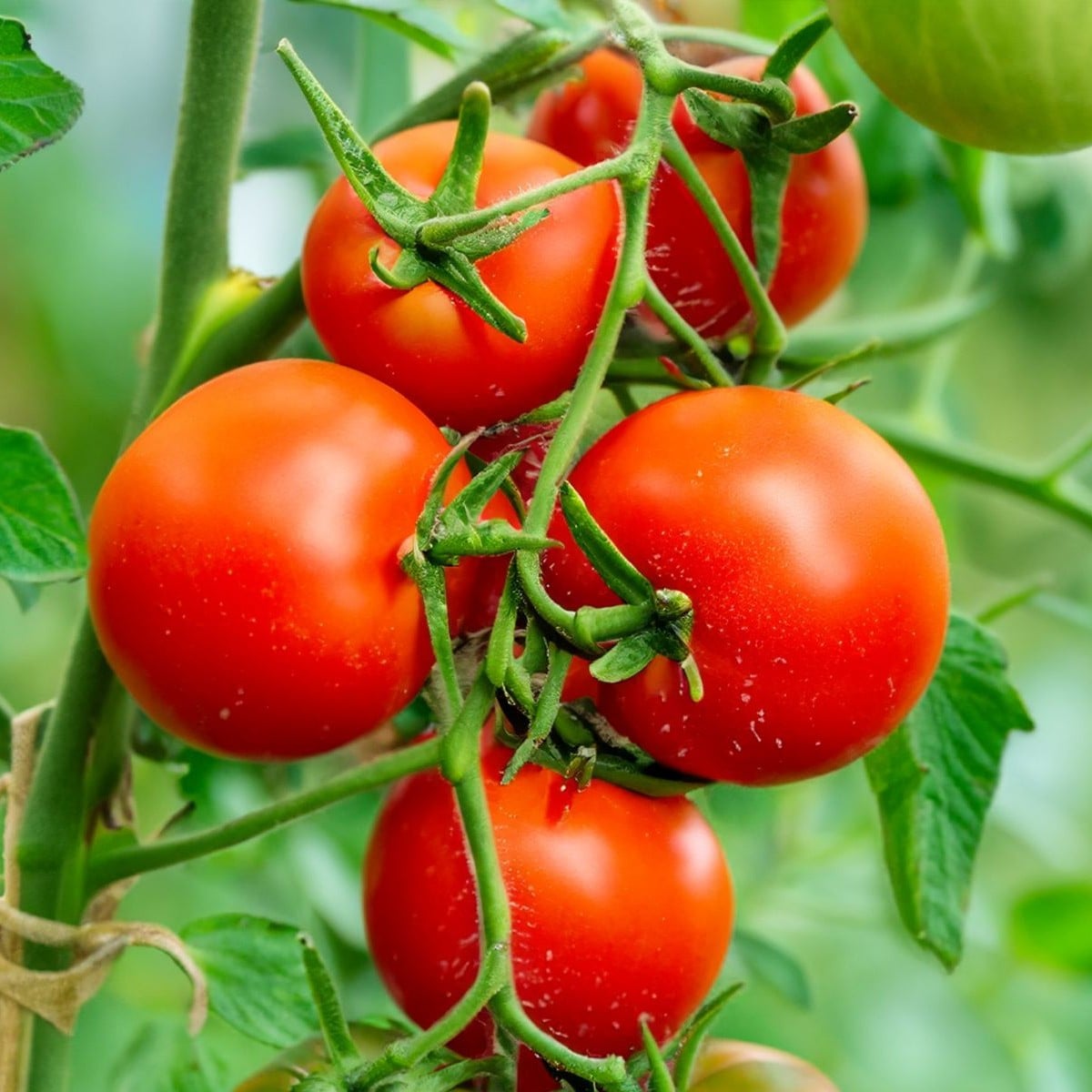 Rajče Tornado F1 - Solanum lycopersicum - osivo rajčat - 20 ks