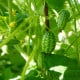 Mexická mini okurka - Melothria scabra - osivo okurky - 5 ks