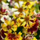 Krásnoočko Sea Shells Mix - Coreopsis hybrida - osivo krásnoočka - 50 ks
