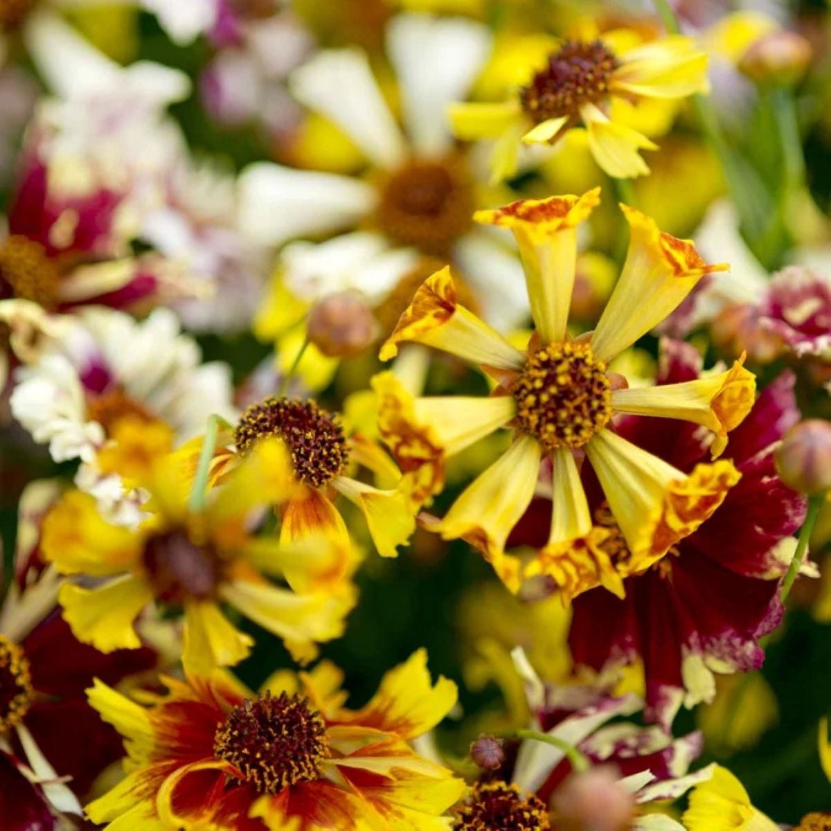 Krásnoočko Sea Shells Mix - Coreopsis hybrida - osivo krásnoočka - 50 ks