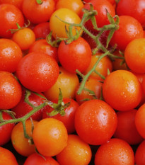 Rajče keříčkové Minirotus F1 - Solanum lycopersicum - osivo rajčat - 10 ks