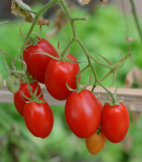 Rajče keříčkové Minipeelus F1 - Solanum lycopersicum - osivo rajčat - 10 ks