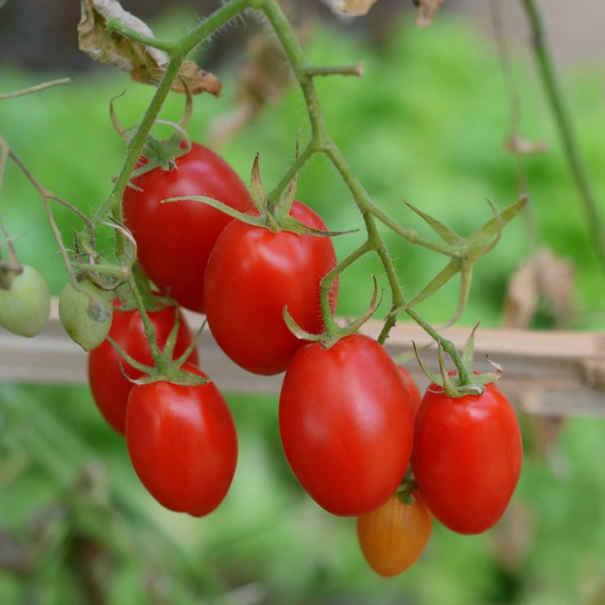 Rajče keříčkové Minipeelus F1 - Solanum lycopersicum - osivo rajčat - 10 ks