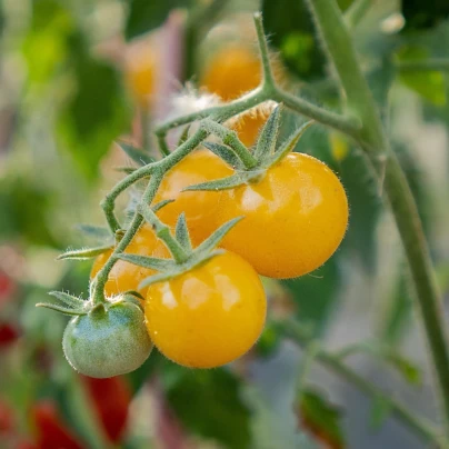 Rajče keříčkové Minigelbus F1 - Solanum lycopersicum - osivo rajčat - 10 ks