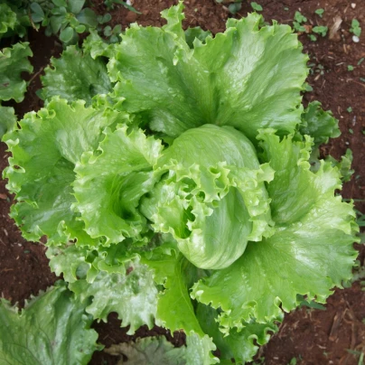 Salát Miniko hlávkový ledový - Lactuca sativa - osivo salátu - 100 ks