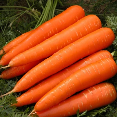 Mrkev Berlikumer 2 - Daucus carota - osivo mrkve - 150 ks