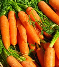 Mrkev Rubína - Daucus carota - osivo mrkve - 150 ks
