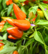 Chilli Foxta - Capsicum annuum - osivo chilli - 6 ks