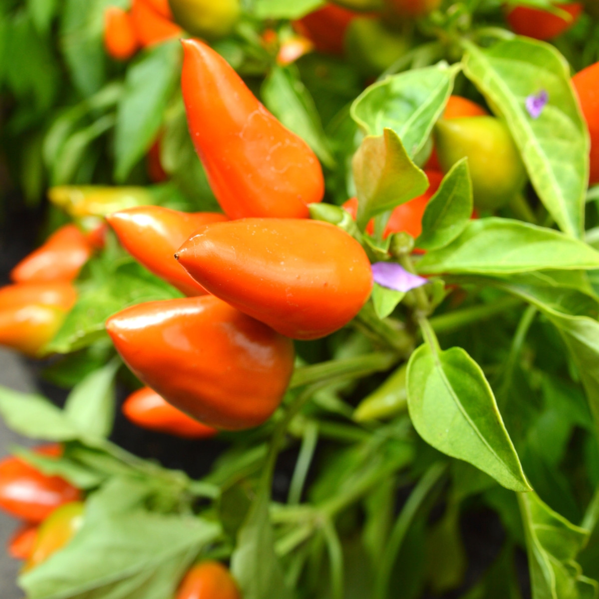 Chilli Foxta - Capsicum annuum - osivo chilli - 6 ks