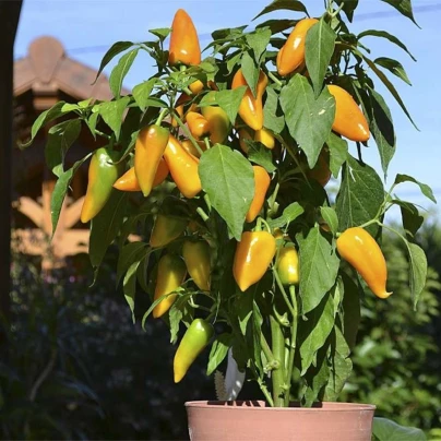Paprika Terrazzi F1 - Capsicum annuum - osivo papriky - 6 ks
