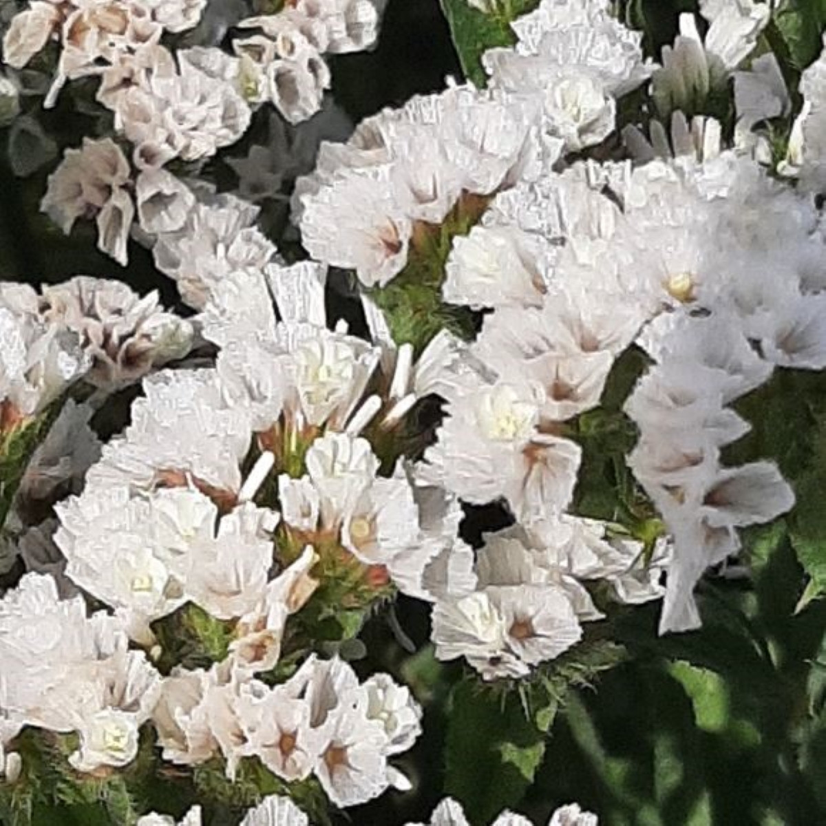 Limonka chobotnatá Hipster White - Limonium sinuatum - osivo limonky - 30 ks