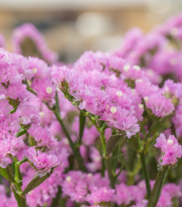 Limonka chobotnatá Hipster Rose - Limonium sinuatum - osivo limonky - 30 ks