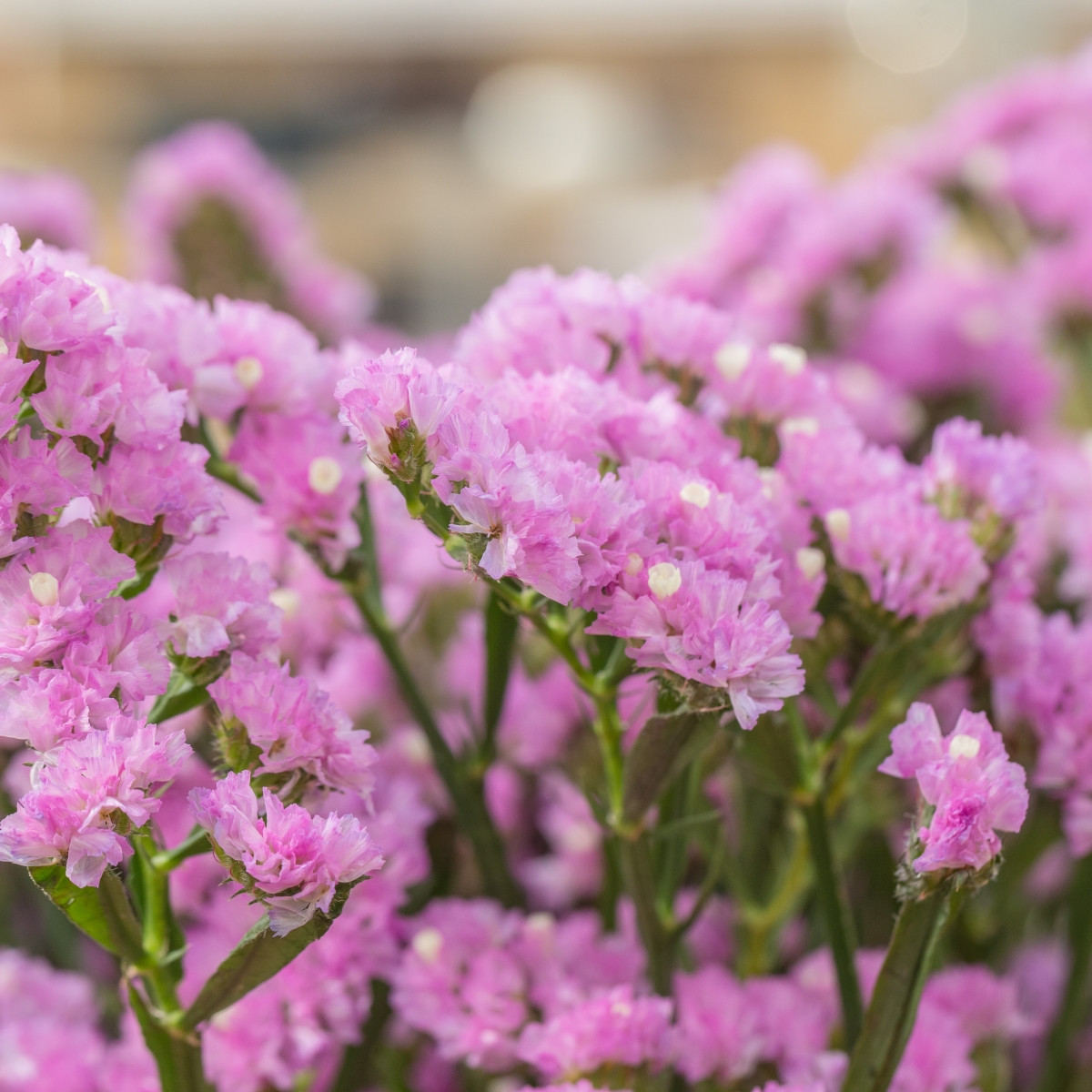 Limonka chobotnatá Hipster Rose - Limonium sinuatum - osivo limonky - 30 ks