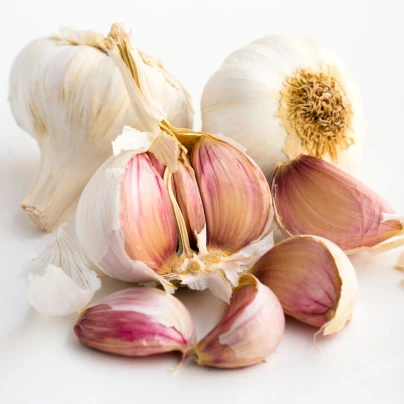 Sadbový česnek Slavin II - paličák - Allium sativum - 1 balení