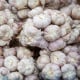 Sadbový česnek Slavin II - paličák - Allium sativum - 1 balení