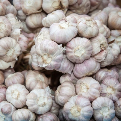 Sadbový česnek Slavin II - paličák - Allium sativum - 1 balení
