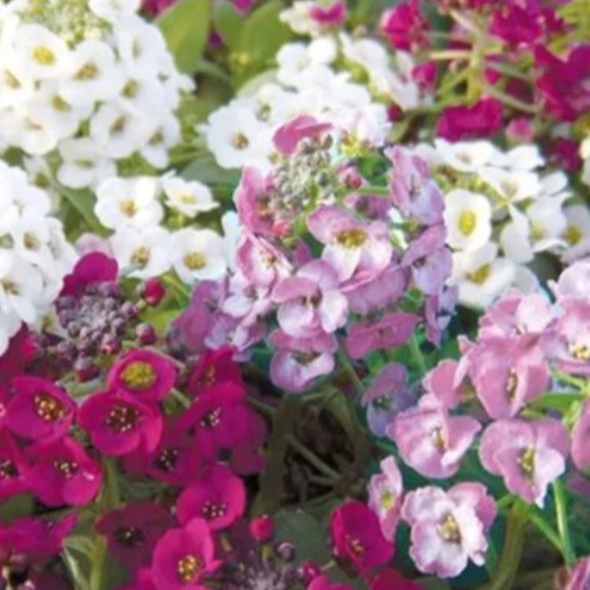 Tařicovka přímořská Yucon Mix - Lobularia maritima - osivo tařicovky - 50 ks