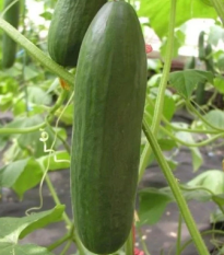 Okurka salátová Minisprint F1 - Cucumis sativus - osivo okurky - 10 ks