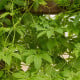 Ačokča – Cyclanthera pedata – osivo ačokči