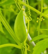 Ačokča - Cyclanthera pedata - osivo ačokči - 6 ks