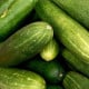 Okurka salátová Bush Champion – Cucumis sativus – osivo okurky