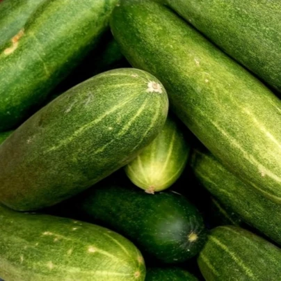 Okurka salátová Bush Champion – Cucumis sativus – osivo okurky