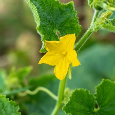 Okurka salátová Bush Champion – Cucumis sativus – osivo okurky