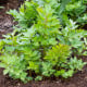 Libeček - Levisticum officinale - osivo libečku - 115 ks