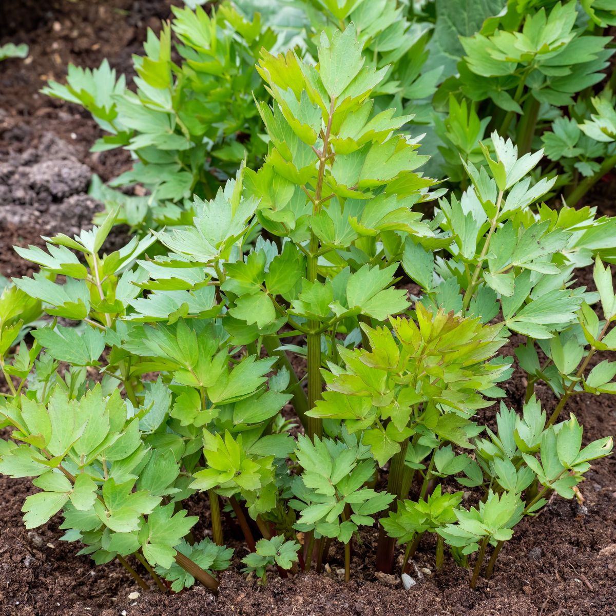 Libeček - Levisticum officinale - osivo libečku - 115 ks
