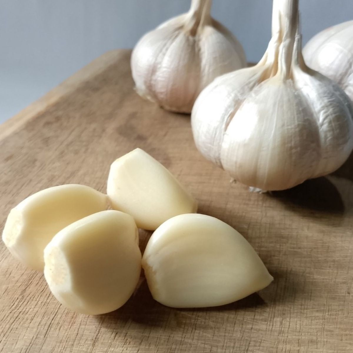 Sadbový česnek Dukát – paličák – Allium sativum – cibulky česneku